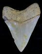 Serrated Megalodon Tooth - North Carolina #18400-2
